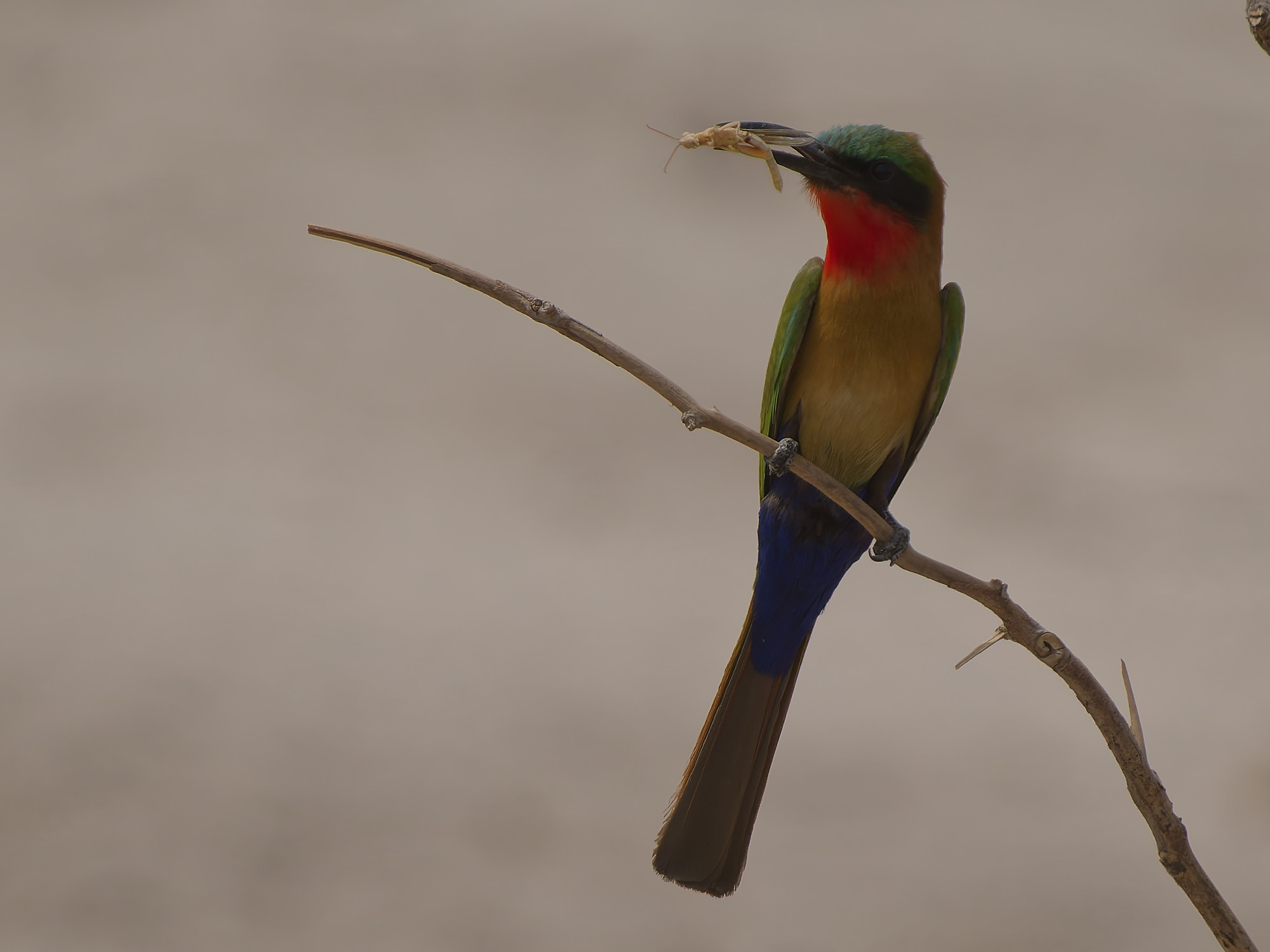 Roodkeelbijeneter (Merops bulocki)